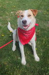 adoptable Dog in farmington, MN named Rocky D6067