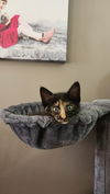 adoptable Cat in farmington, MN named Twiggy C4617