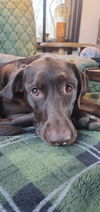 Zoey D6069