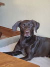 Zoey D6069