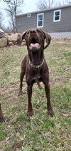 Zoey D6069