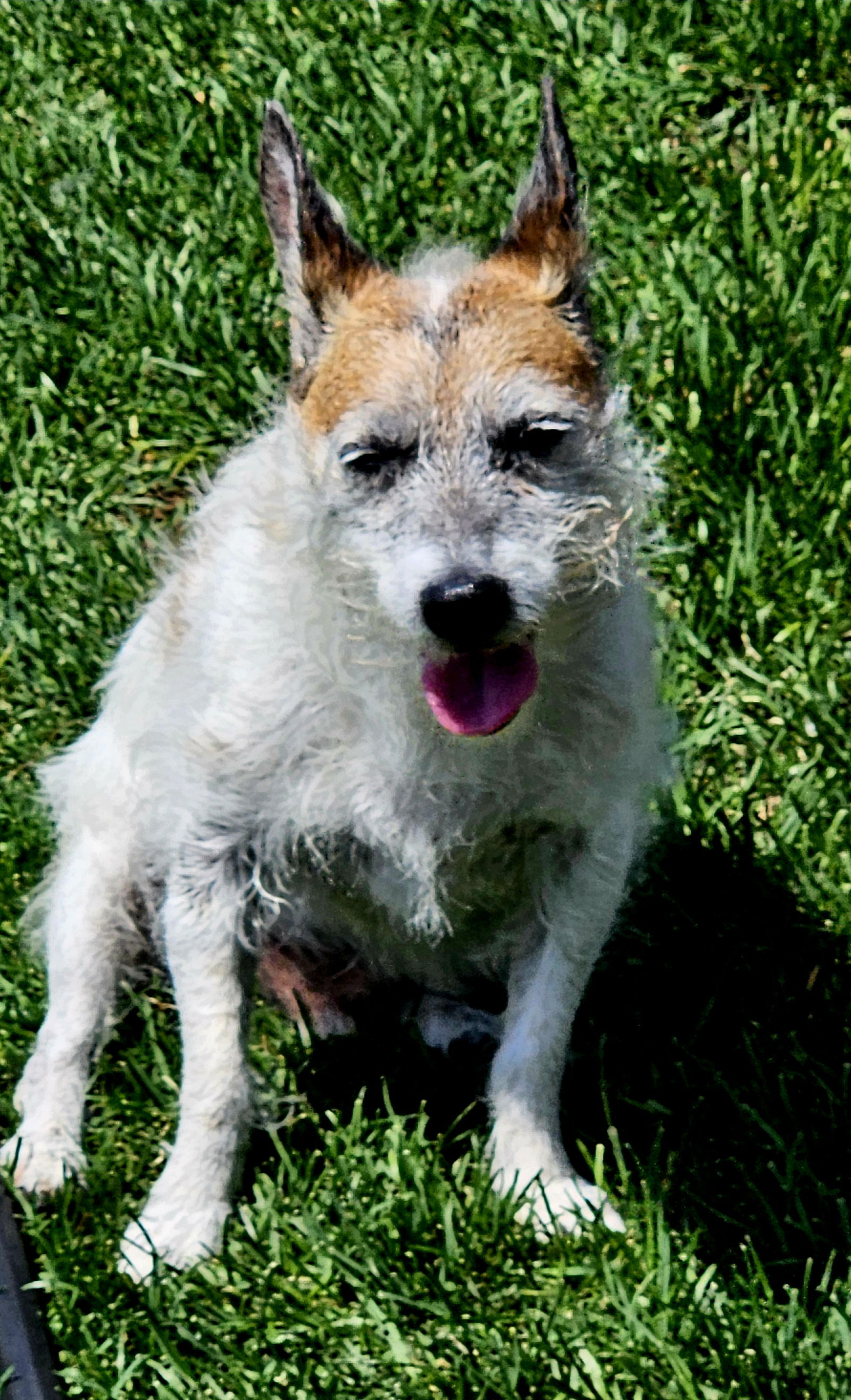 adoptable Dog in Farmington, MN named Wilbur D6068
