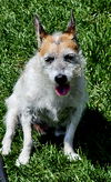 adoptable Dog in farmington, MN named Wilbur D6068
