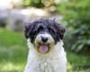 adoptable Dog in farmington, MN named Dorothy D6074
