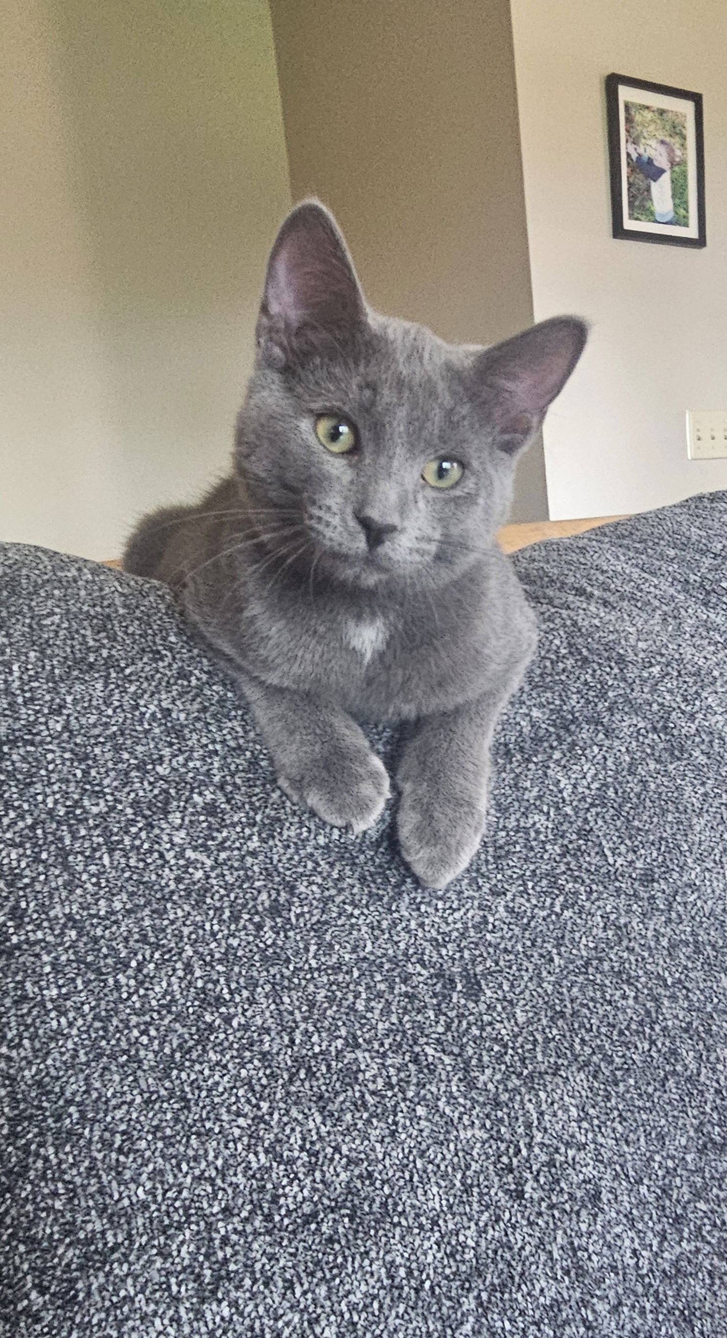 adoptable Cat in Farmington, MN named Otis C4649 - ADOPTION BEING FINALIZED