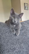 adoptable Cat in farmington, MN named Otis C4649