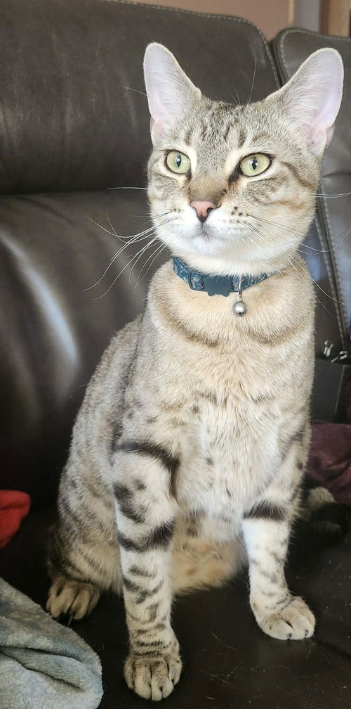 Tabernacle C4656, an adoptable Domestic Short Hair in Farmington, MN