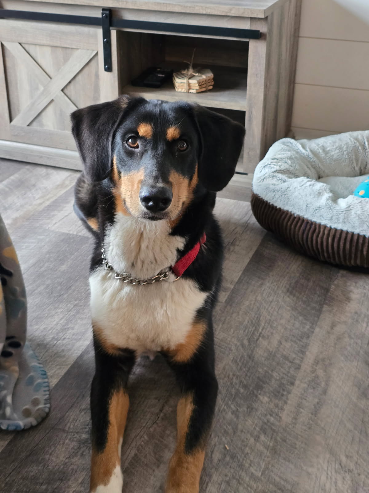 adoptable Dog in Farmington, MN named Gunner D6081 - ADOPTION BEING FINALIZED