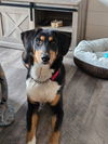 adoptable Dog in  named Gunner D6081 - ADOPTION BEING FINALIZED