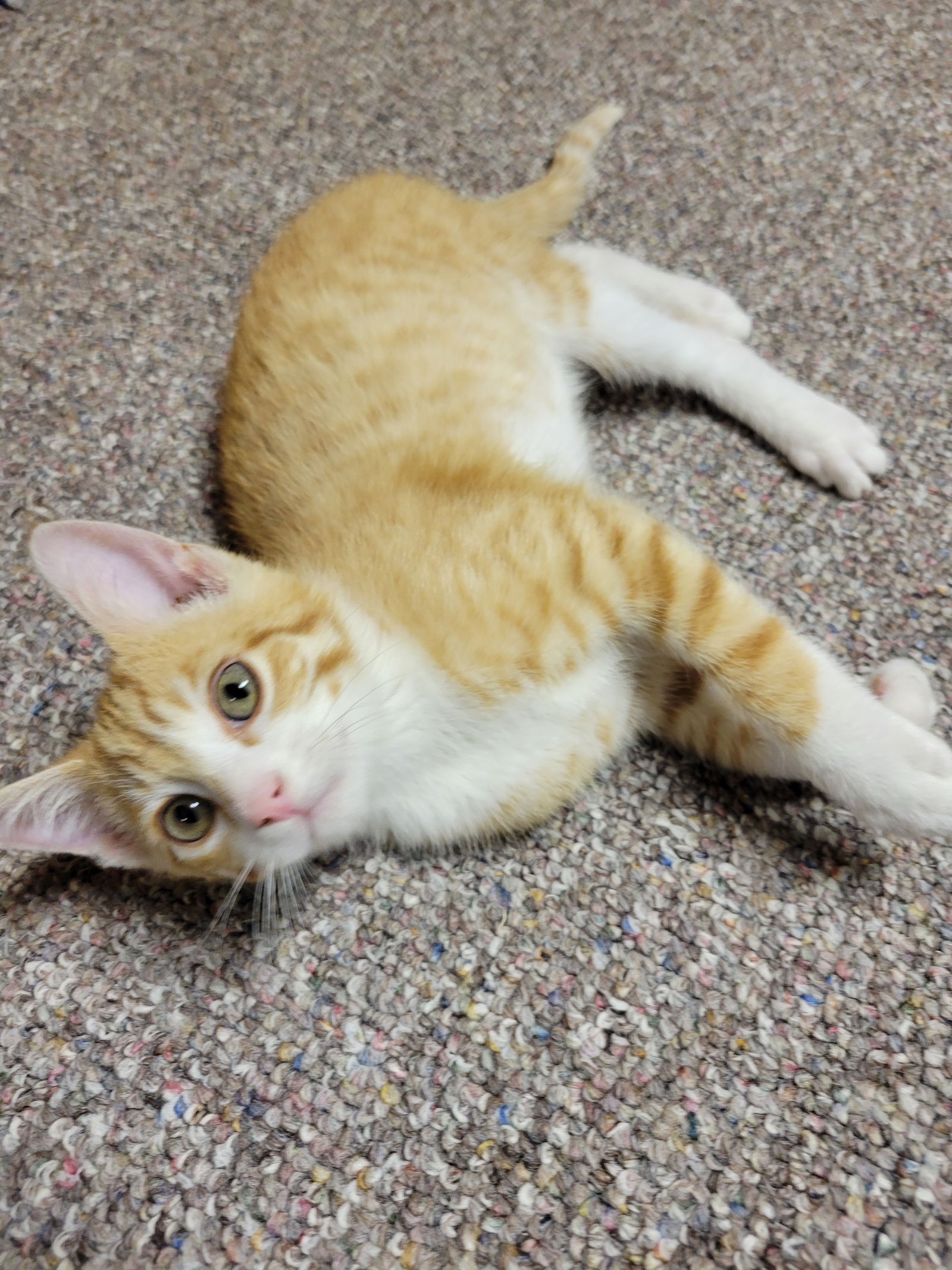 adoptable Cat in Farmington, MN named Blaze C4662