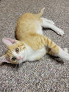 adoptable Cat in farmington, MN named Blaze C4662