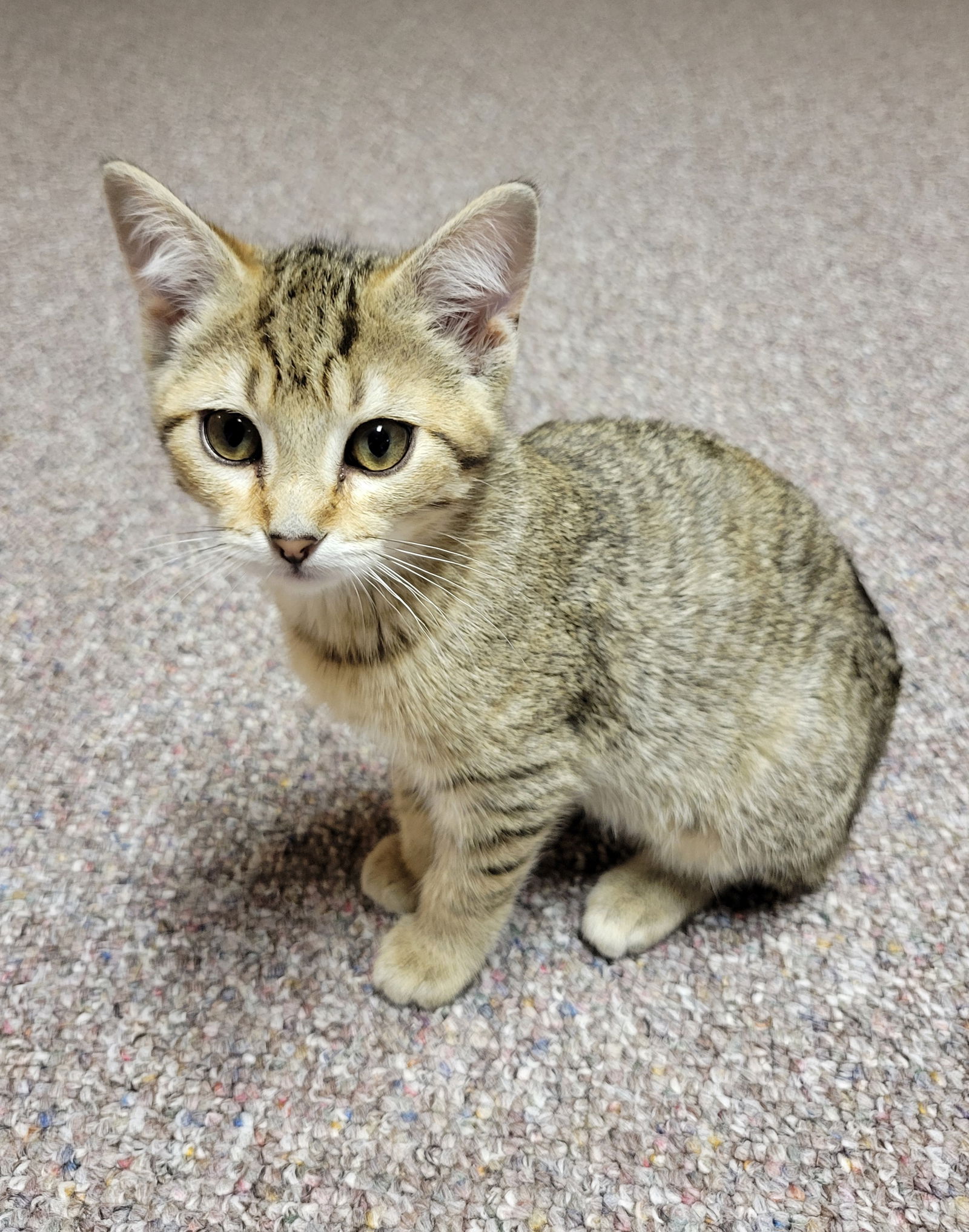 adoptable Cat in Farmington, MN named Lucy Gray C4664