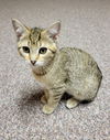 adoptable Cat in farmington, MN named Lucy Gray C4664
