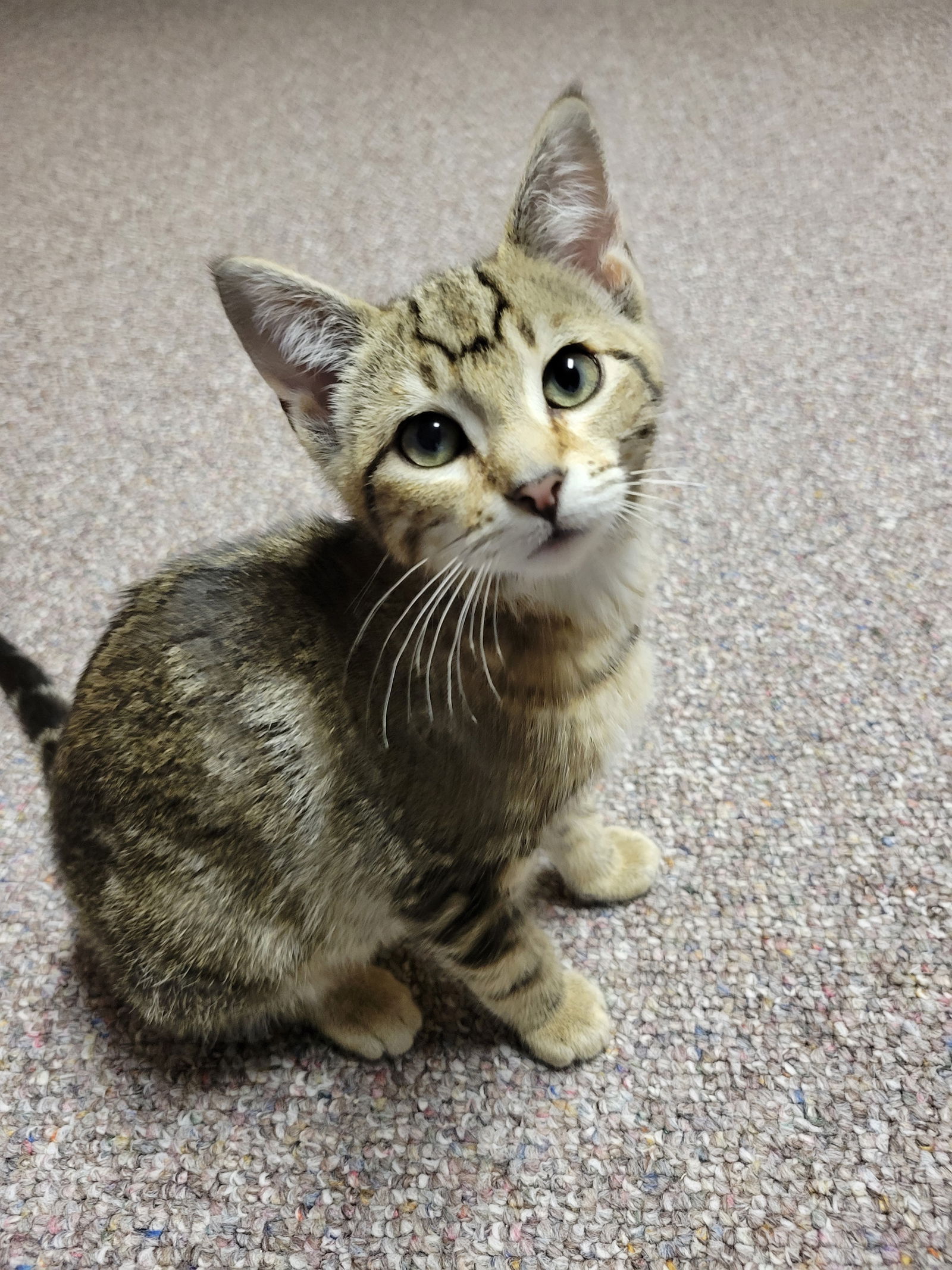 adoptable Cat in Farmington, MN named Max Wild Thing C4665