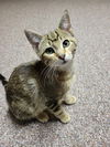 adoptable Cat in farmington, MN named Max Wild Thing C4665