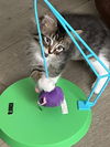 adoptable Cat in farmington, MN named Stripe C4668 - ADOPTION BEING FINALIZED