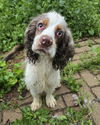 adoptable Dog in farmington, MN named Daniel D6088