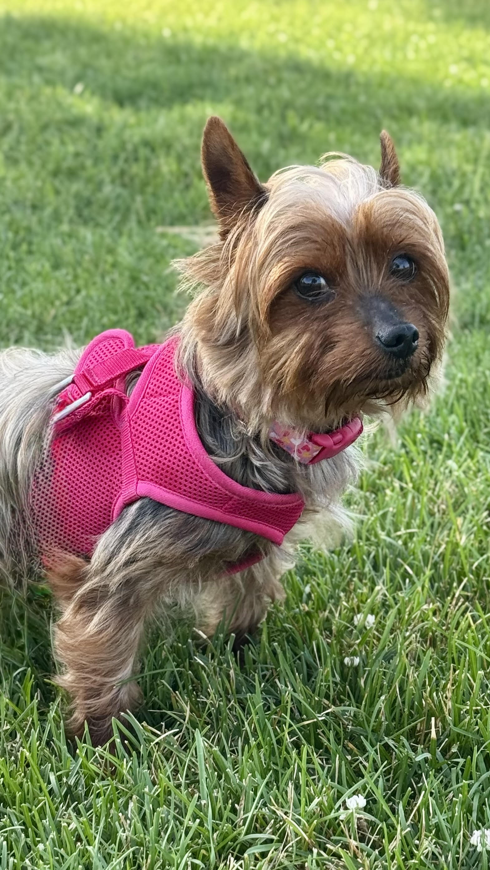 adoptable Dog in Farmington, MN named Ms. Terri D6091