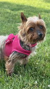 adoptable Dog in farmington, MN named Ms. Terri D6091