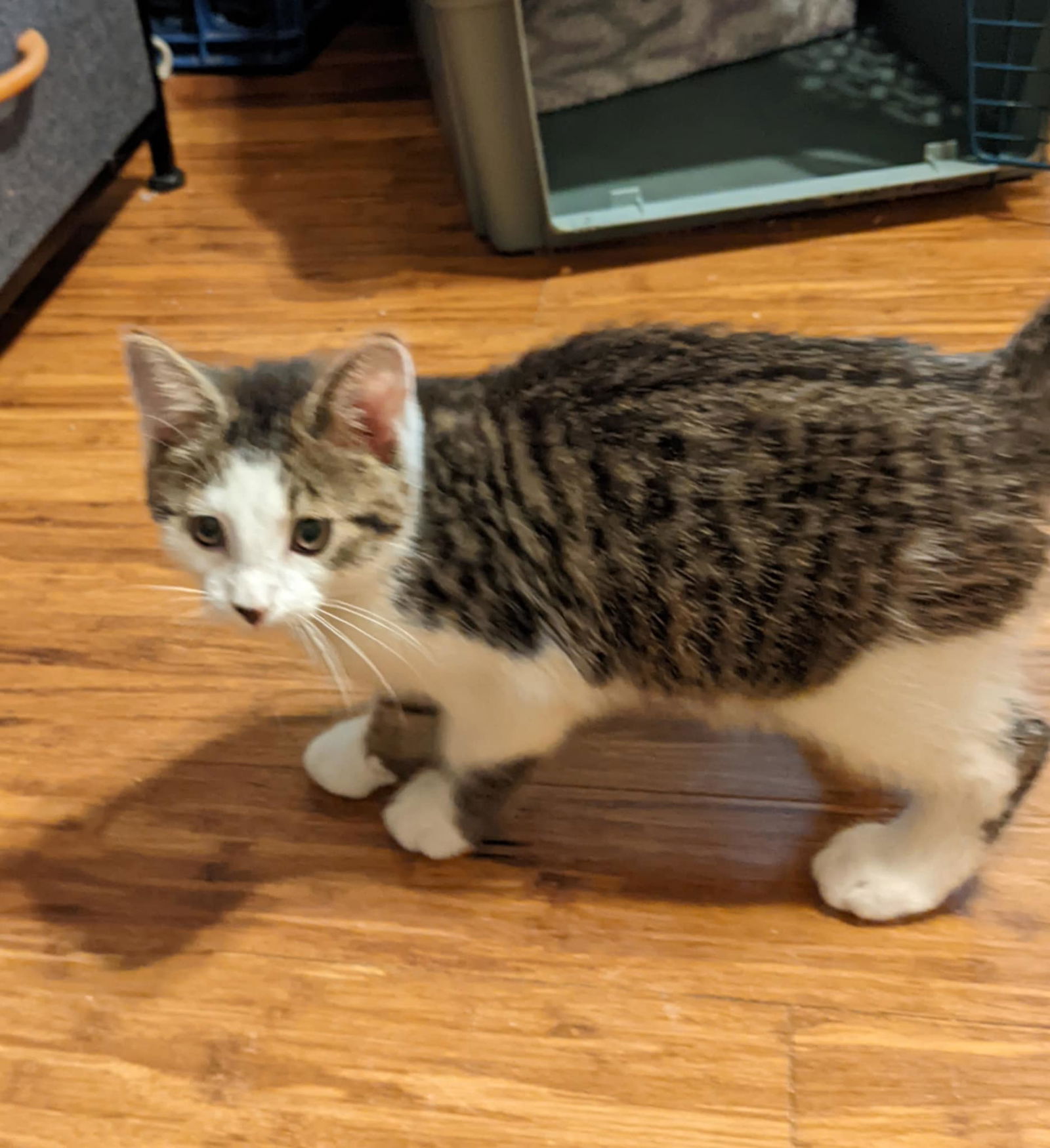 adoptable Cat in Farmington, MN named Chandler C4673