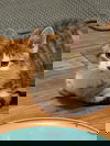 adoptable Cat in  named Joey C4674