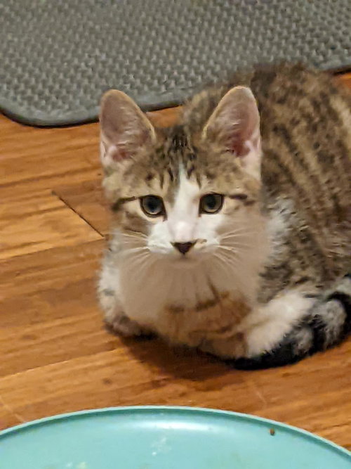 picture of the cat needing adoption