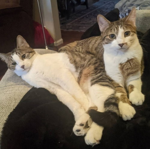 picture of the cat needing adoption