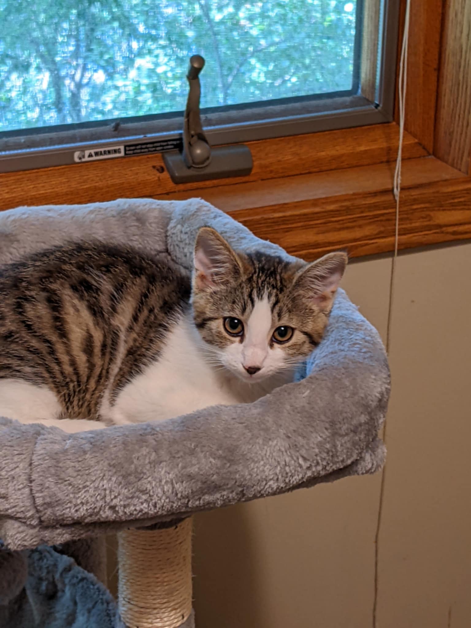 adoptable Cat in Farmington, MN named Monica C4675