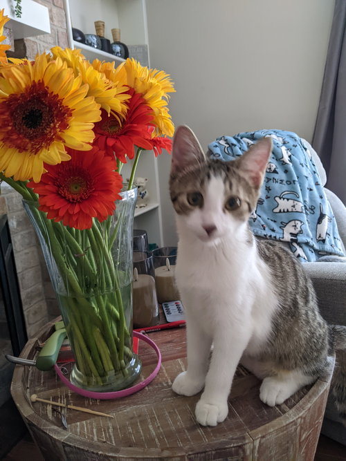 picture of the cat needing adoption