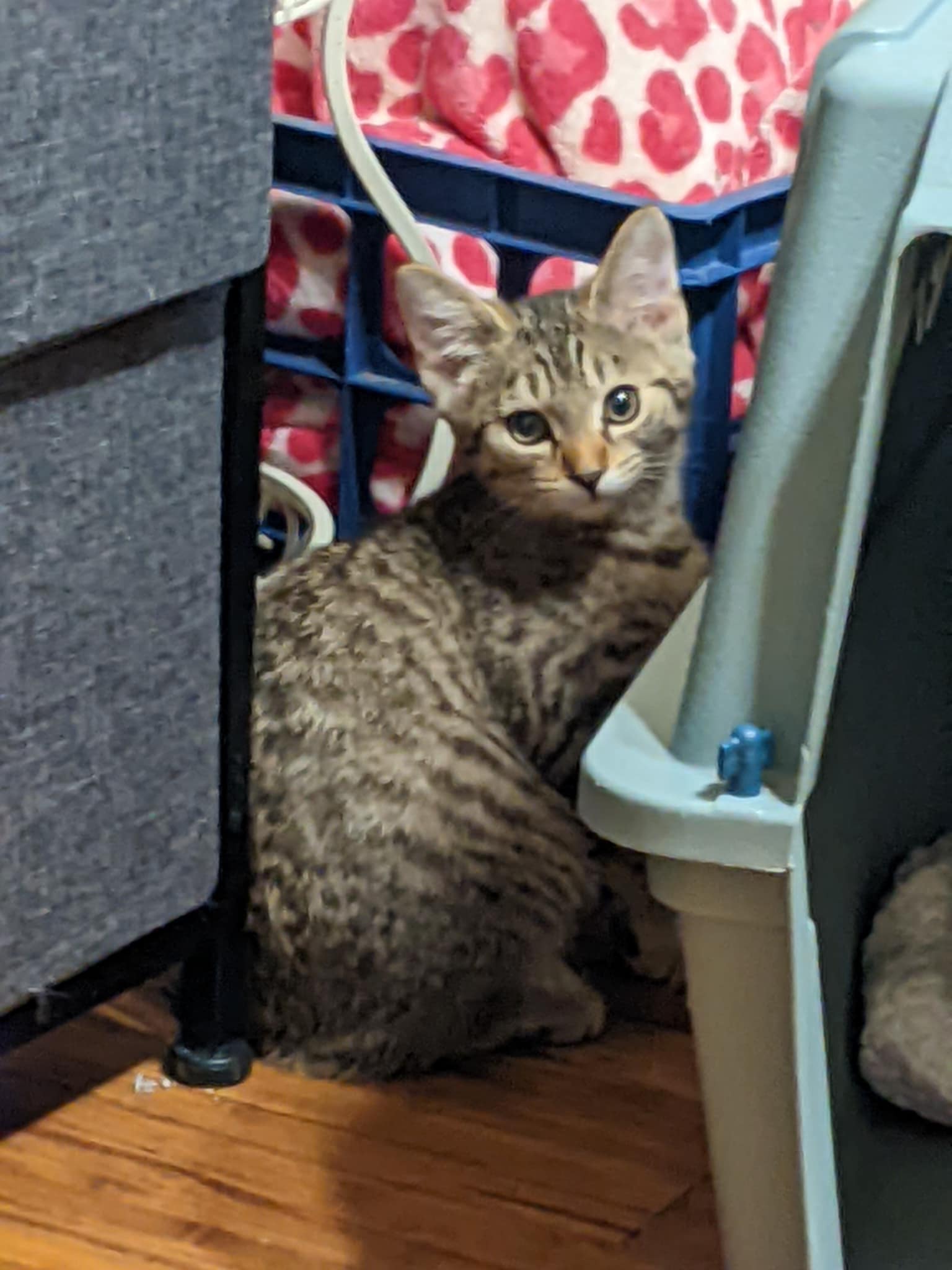 adoptable Cat in Farmington, MN named Phoebe C4676
