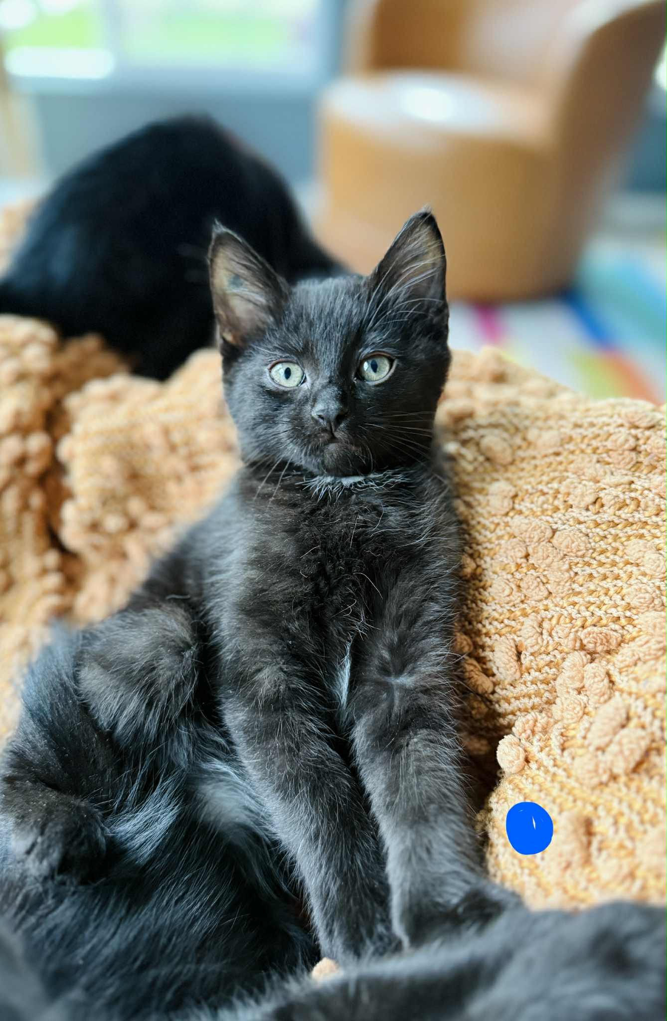 adoptable Cat in Farmington, MN named Doug C4669