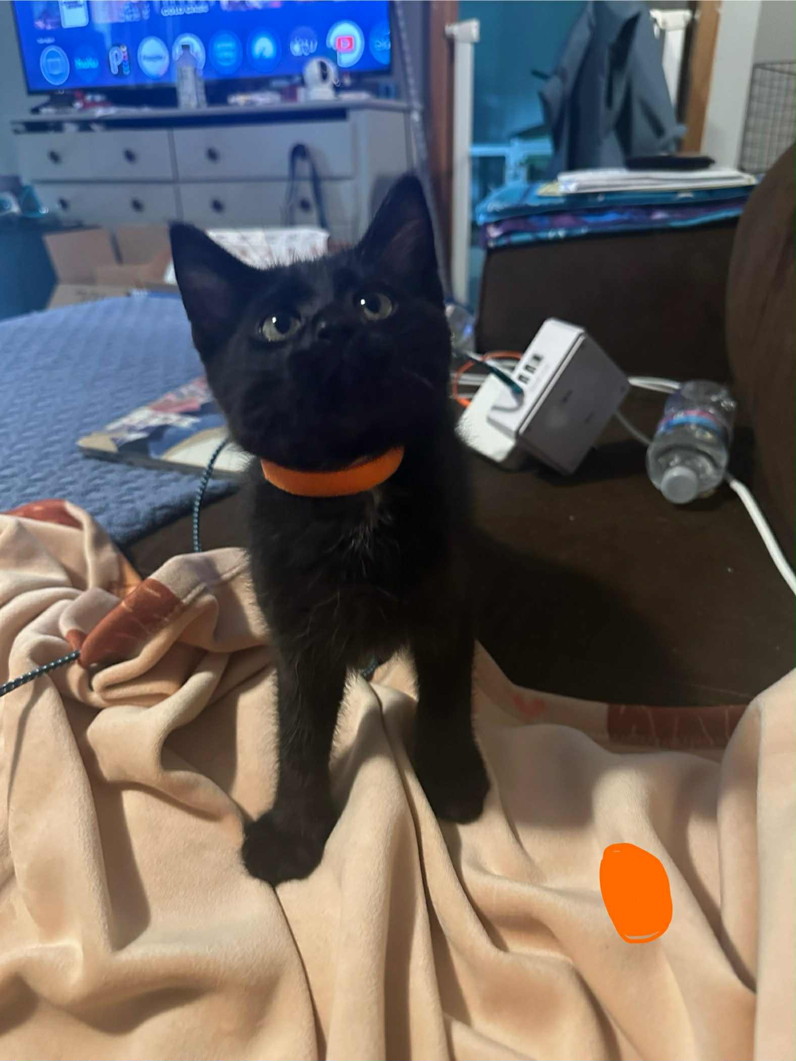 adoptable Cat in Farmington, MN named Huck C4670