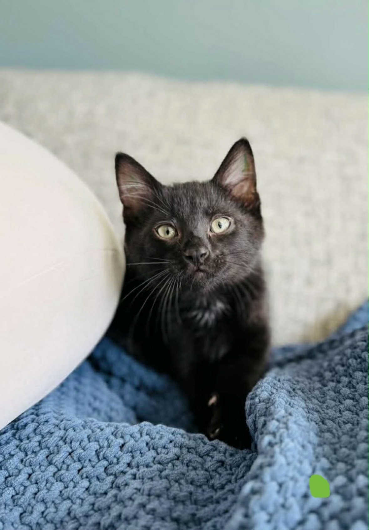 adoptable Cat in Farmington, MN named Ginkgo C4671