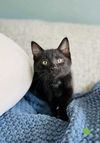 adoptable Cat in  named Ginkgo C4671