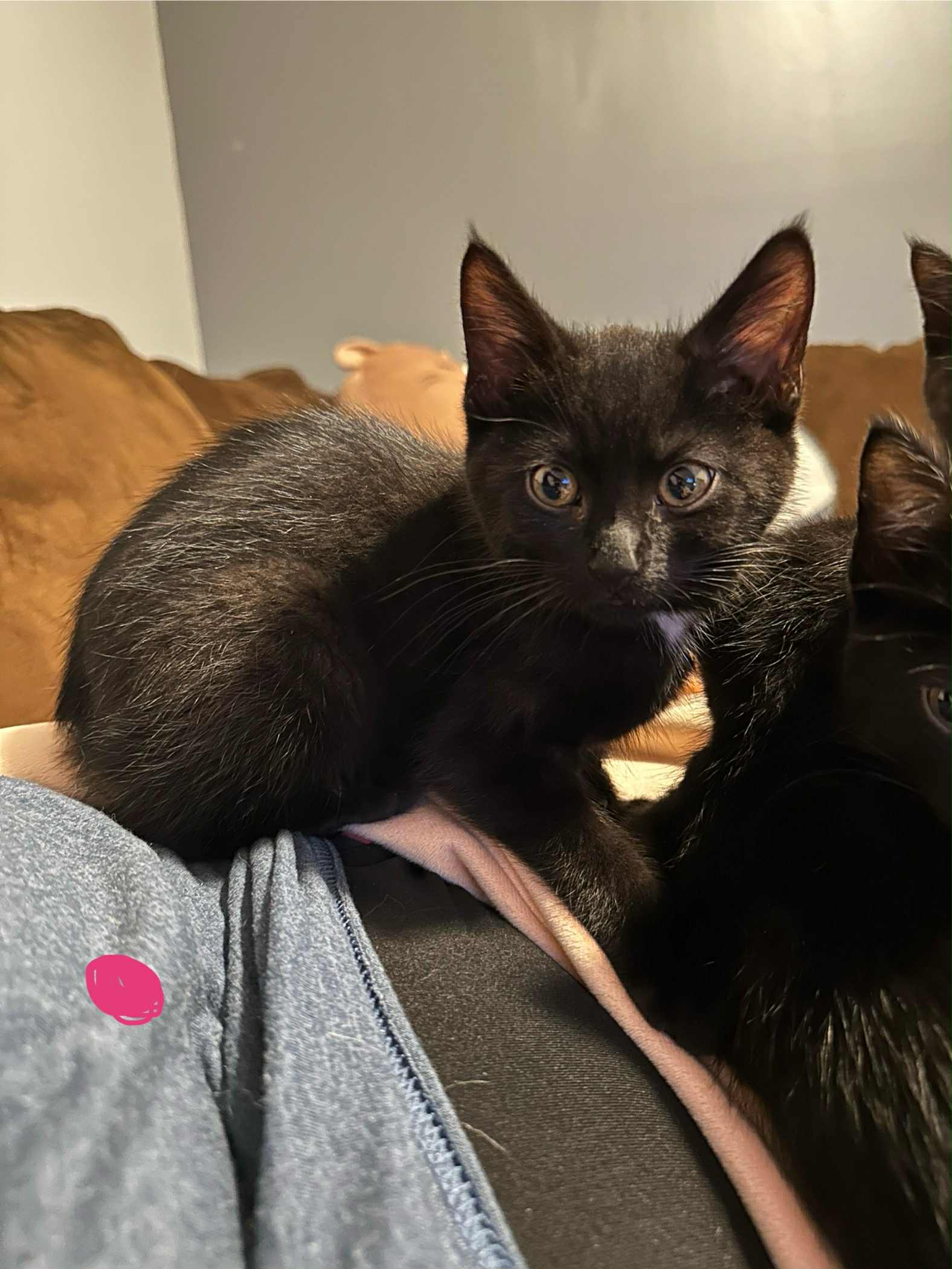 adoptable Cat in Farmington, MN named Tori C4672