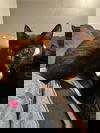 adoptable Cat in  named Tori C4672