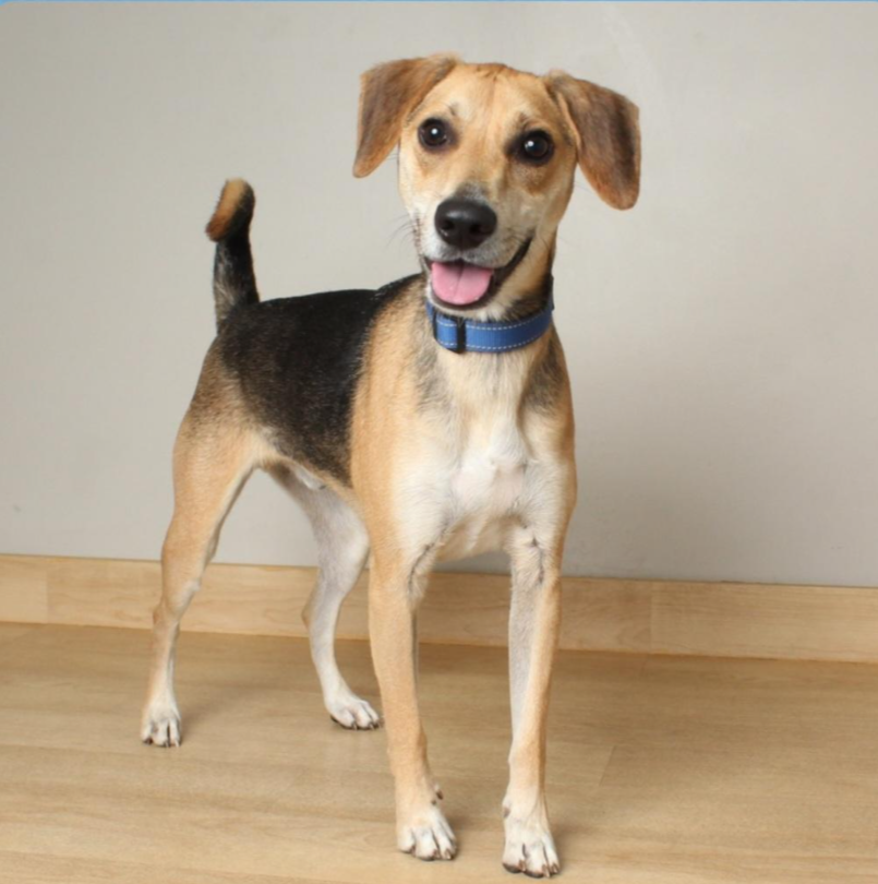 adoptable Dog in Farmington, MN named Mouse D6093