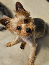 adoptable Dog in farmington, MN named Pixie D6095