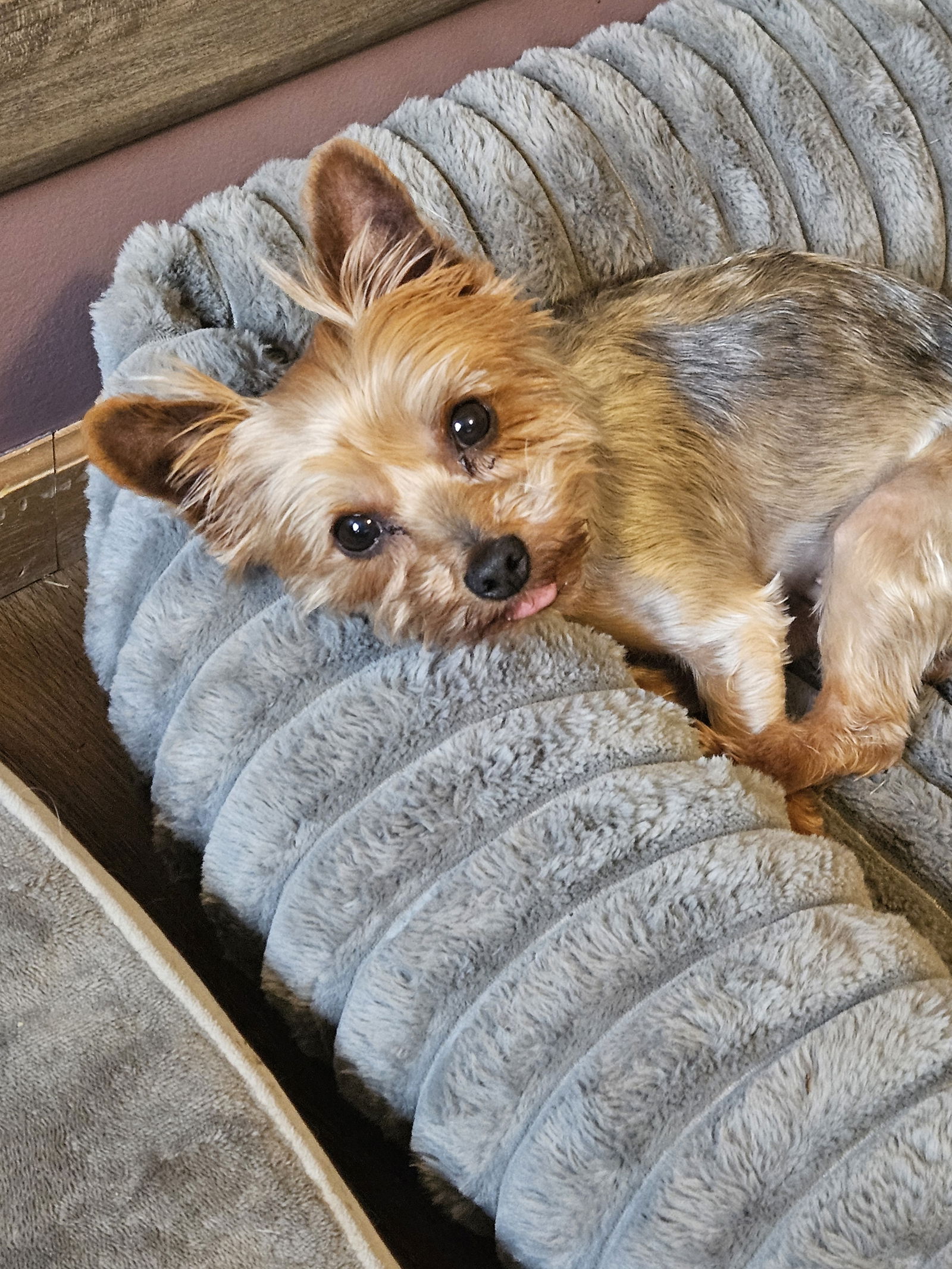 adoptable Dog in Farmington, MN named Pixie D6095