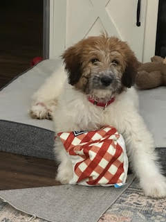 adoptable Dog in Farmington, MN named Frappe D6094