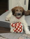 adoptable Dog in , MN named Frappe D6094