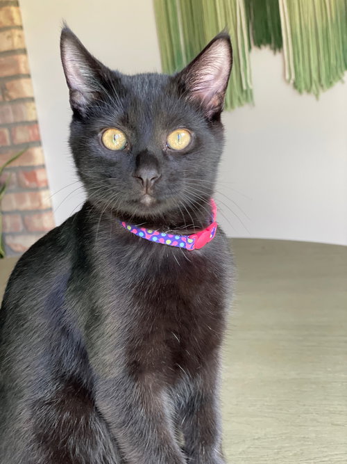 picture of the cat needing adoption