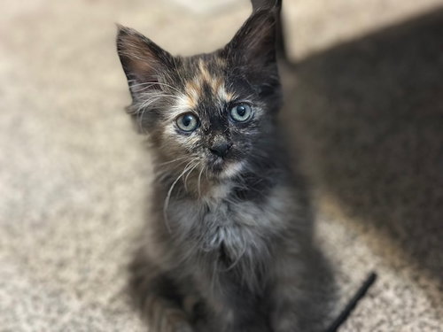 picture of the cat needing adoption