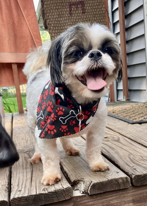 picture of the dog needing adoption