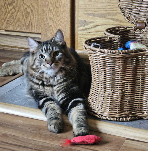 picture of the cat needing adoption