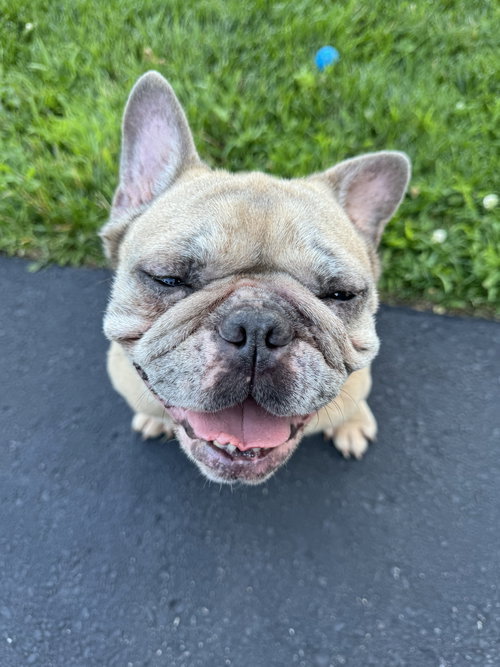 picture of the dog needing adoption