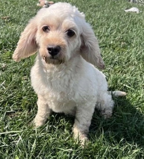 Photo of Layla D6112