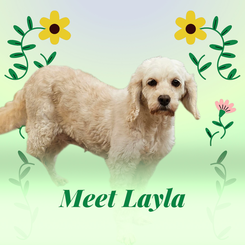 Photo of Layla D6112