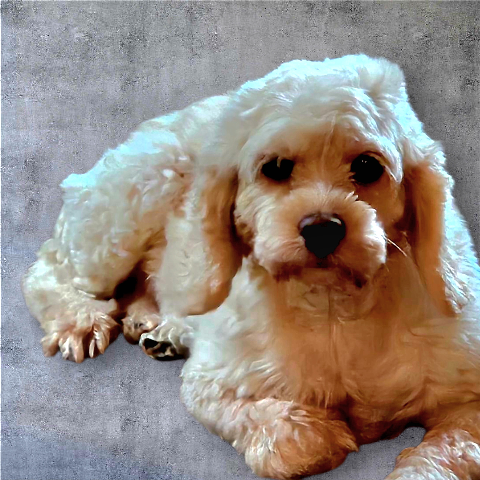 Layla D6112