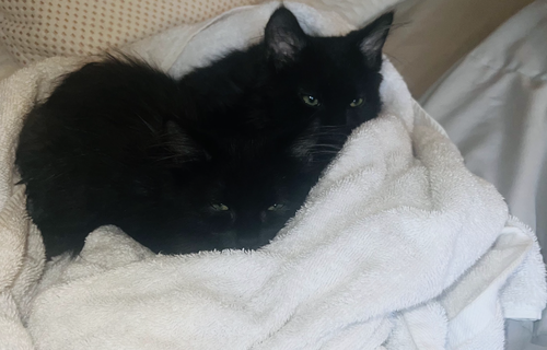 picture of the cat needing adoption